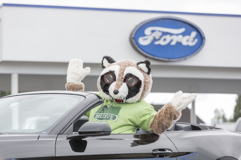 Raccoon mascot posing in a convertible Ford