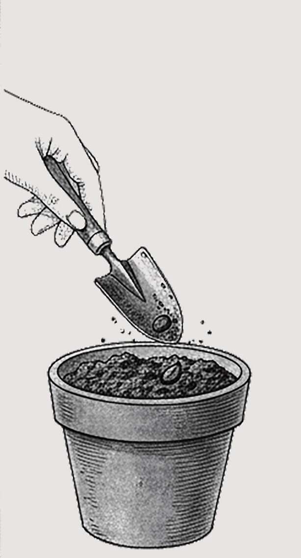 Digging and planting a seed in a pot
