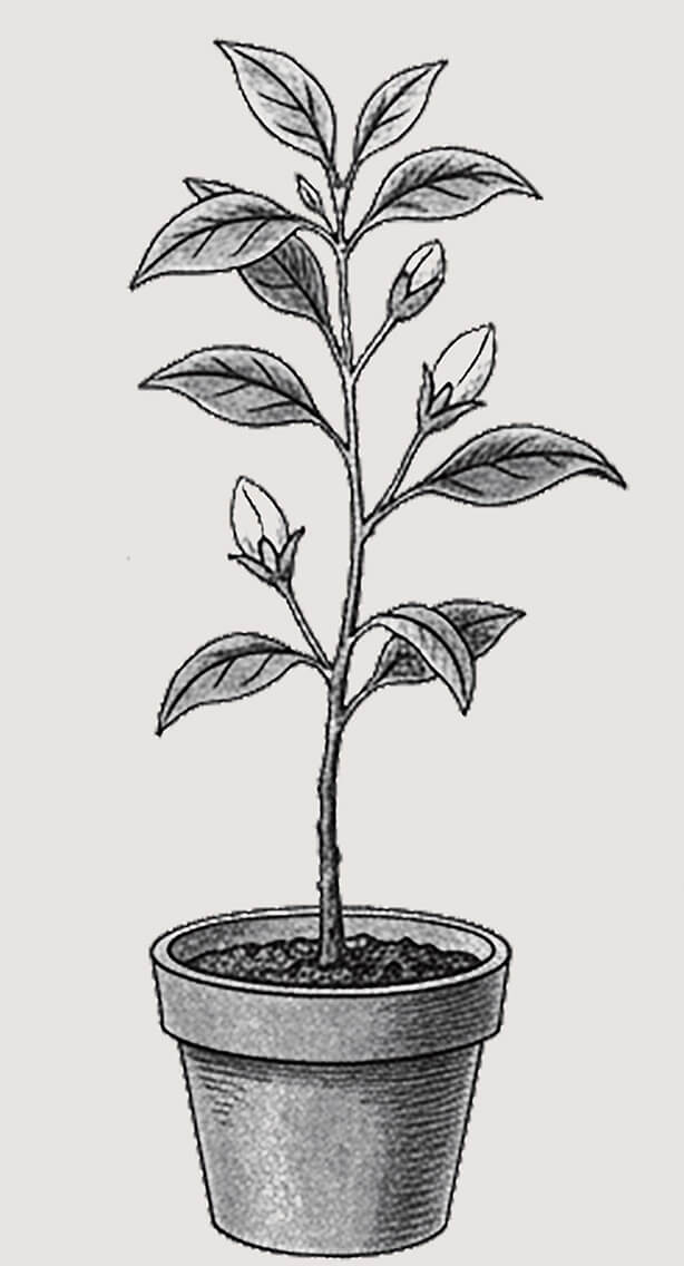 Plant beginning to flower